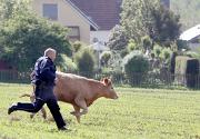 Herford: Entlaufene Kuh h�lt Polizei in Atem